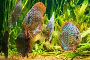 Rações em flocos para peixes de água doce