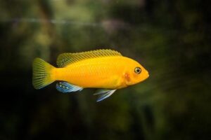 Rações para peixes de água fria