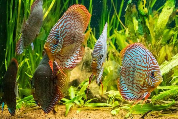 Rações para realçar a cor dos peixes