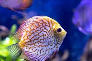 Remédios caseiros para doenças de peixes