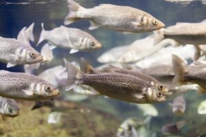 Sinais de doenças em peixes e como tratar
