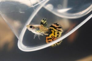 Sinais de estresse em peixes e como resolver