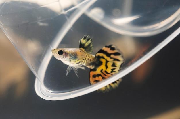 Sinais de estresse em peixes e como resolver