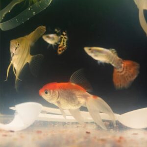 Sintomas de doenças comuns em peixes de aquário