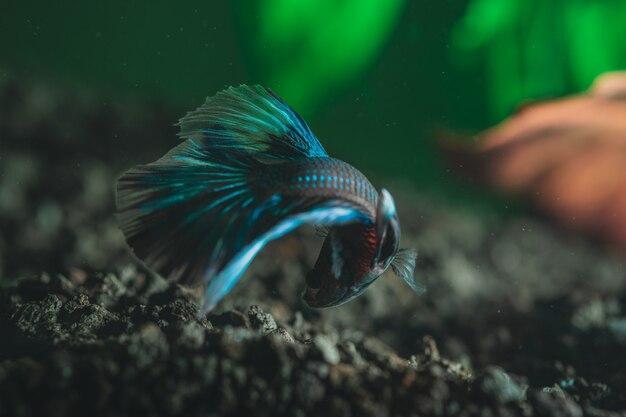 Suplementos vitamínicos para peixes