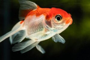 Tendências em aquários para o próximo ano