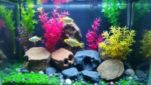 Como montar um aquário de peixes anões e criar um ecossistema perfeito
